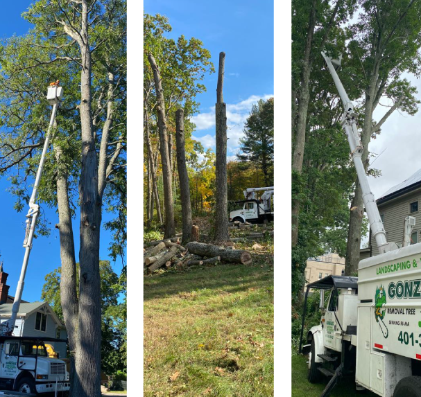 Gonzalez Tree Service