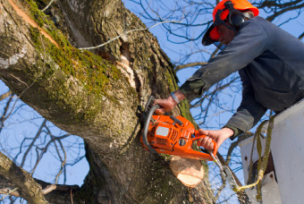 Tree Services 